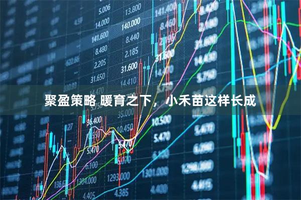 聚盈策略 暖育之下，小禾苗这样长成