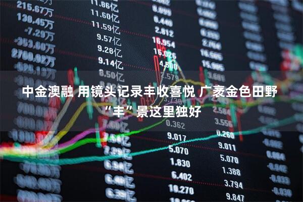 中金澳融 用镜头记录丰收喜悦 广袤金色田野 “丰”景这里独好